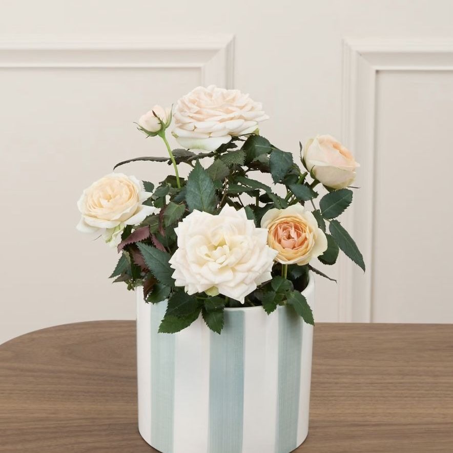 Rosier Jeanne